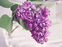 Die Farbe Violett