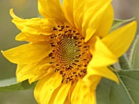 Die Farbe Gelb