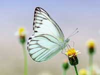Geburt des Schmetterling - Weise Geschichte