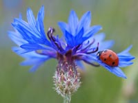 Die Farbe Blau