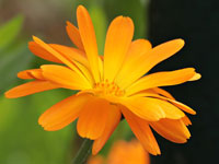 Die Farbe Orange
