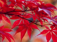 Die Farbe Rot