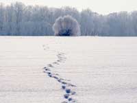 Weise Geschichte - Spuren im Schnee
