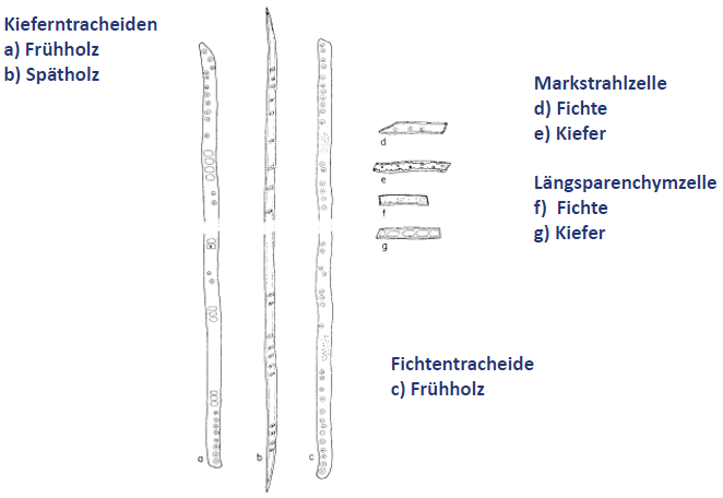 Nadelbaumfaser-Zellen