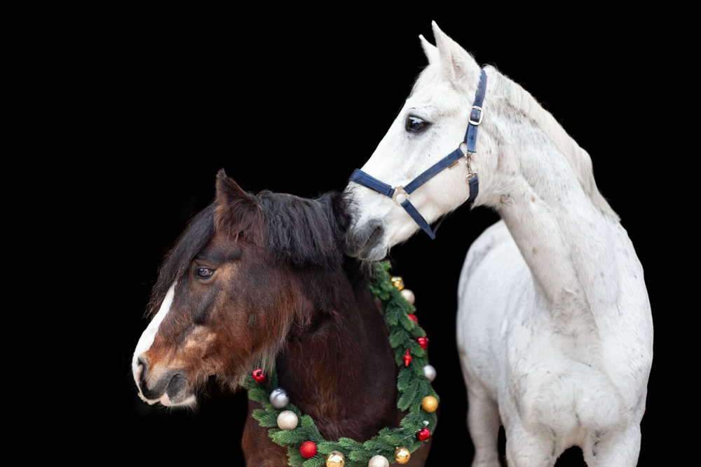 Der Reitverein Bad Schönborn wünscht allen Mitgliedern, Freunden und Familien ein wunderschönes Weihnachten 2024 und gesegnete Feiertage 