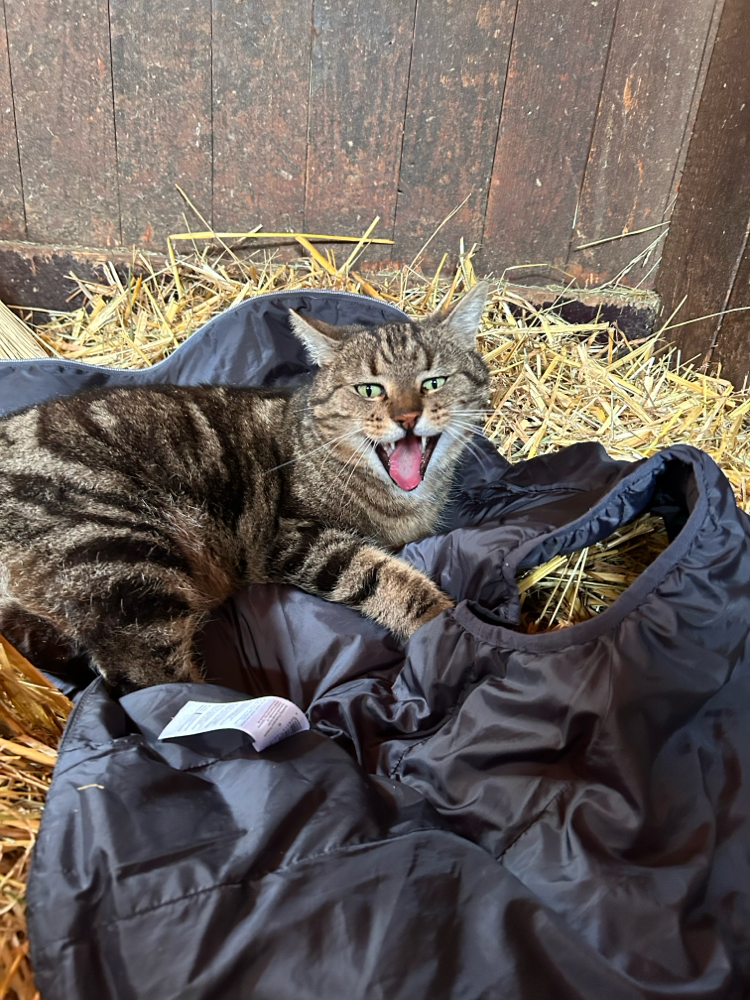 Stallkatze Keks beim Mittagsschlaf