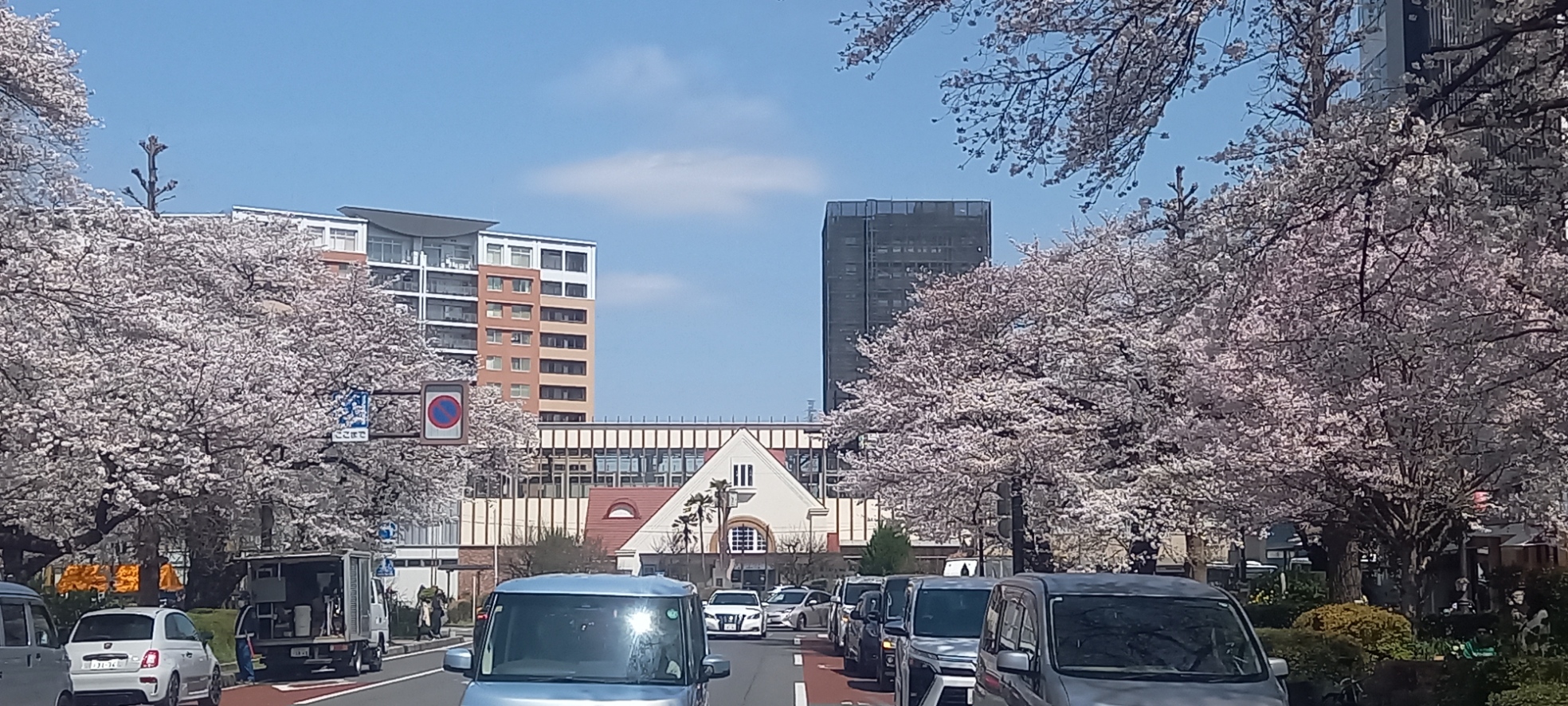 桜が満開です