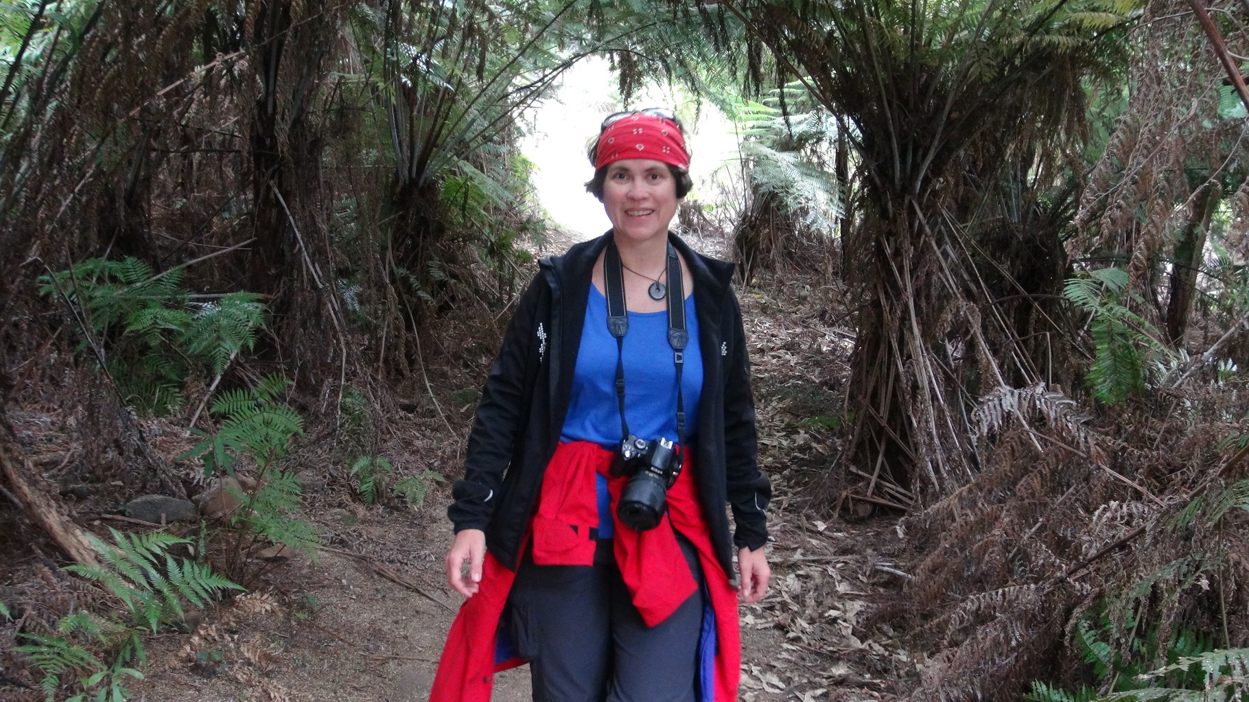 Manginangina Kauri Wald