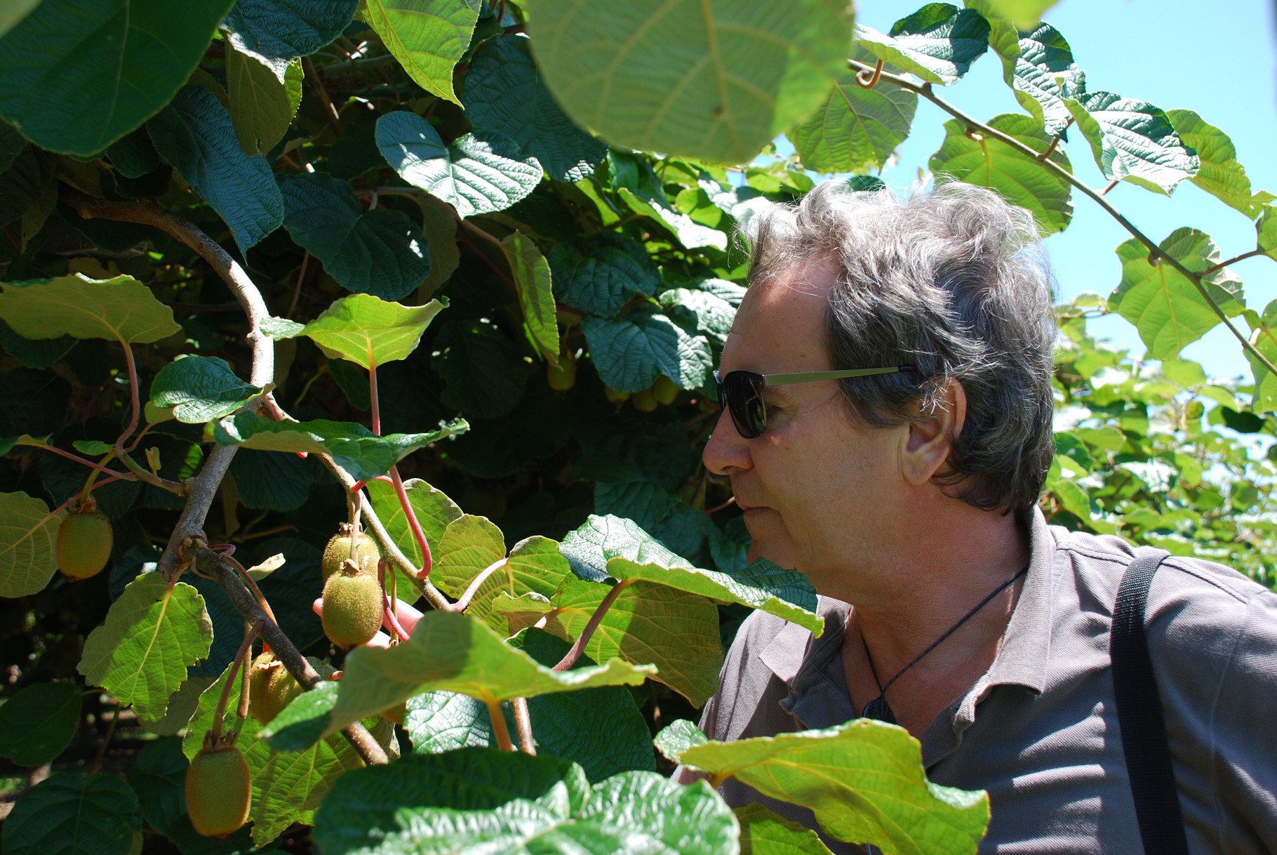 Kiwi-Plantage bei Te Puke