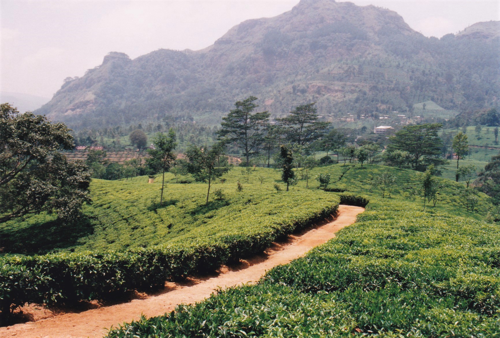 Nuwara Eliya - Teeplantagen