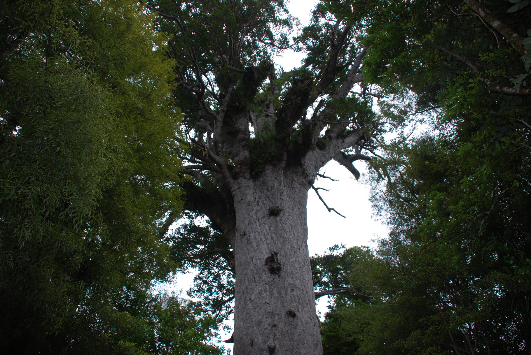 Waipoua Kauri Forest