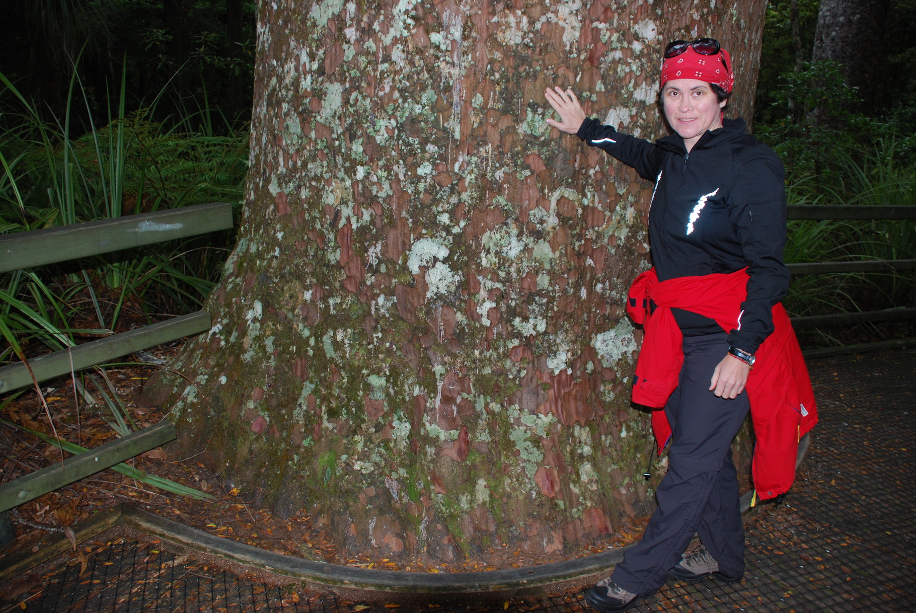 Kauri-Baum (Tane Mahuta)