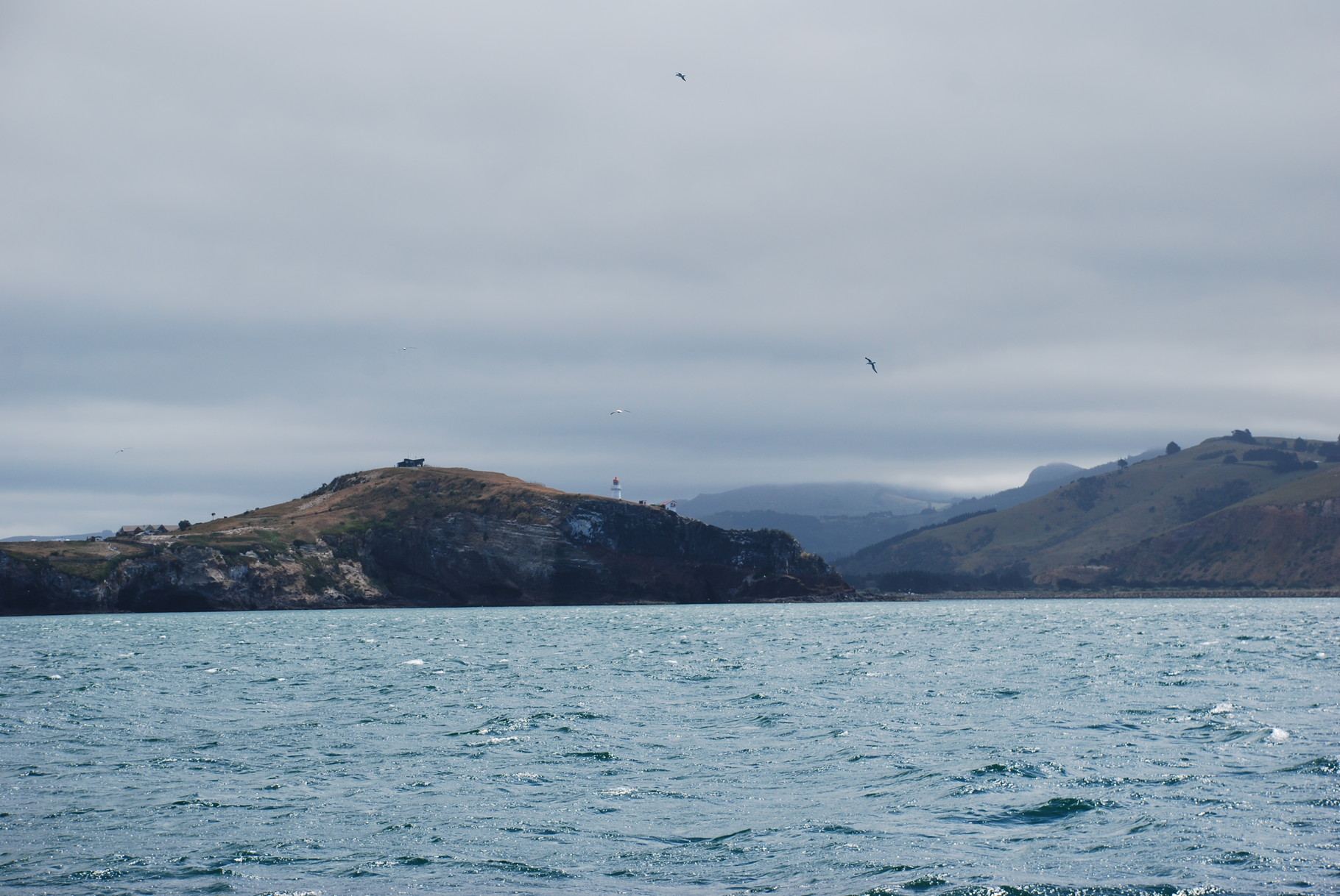 Otago Peninsula (Bucht bei Dunedin)