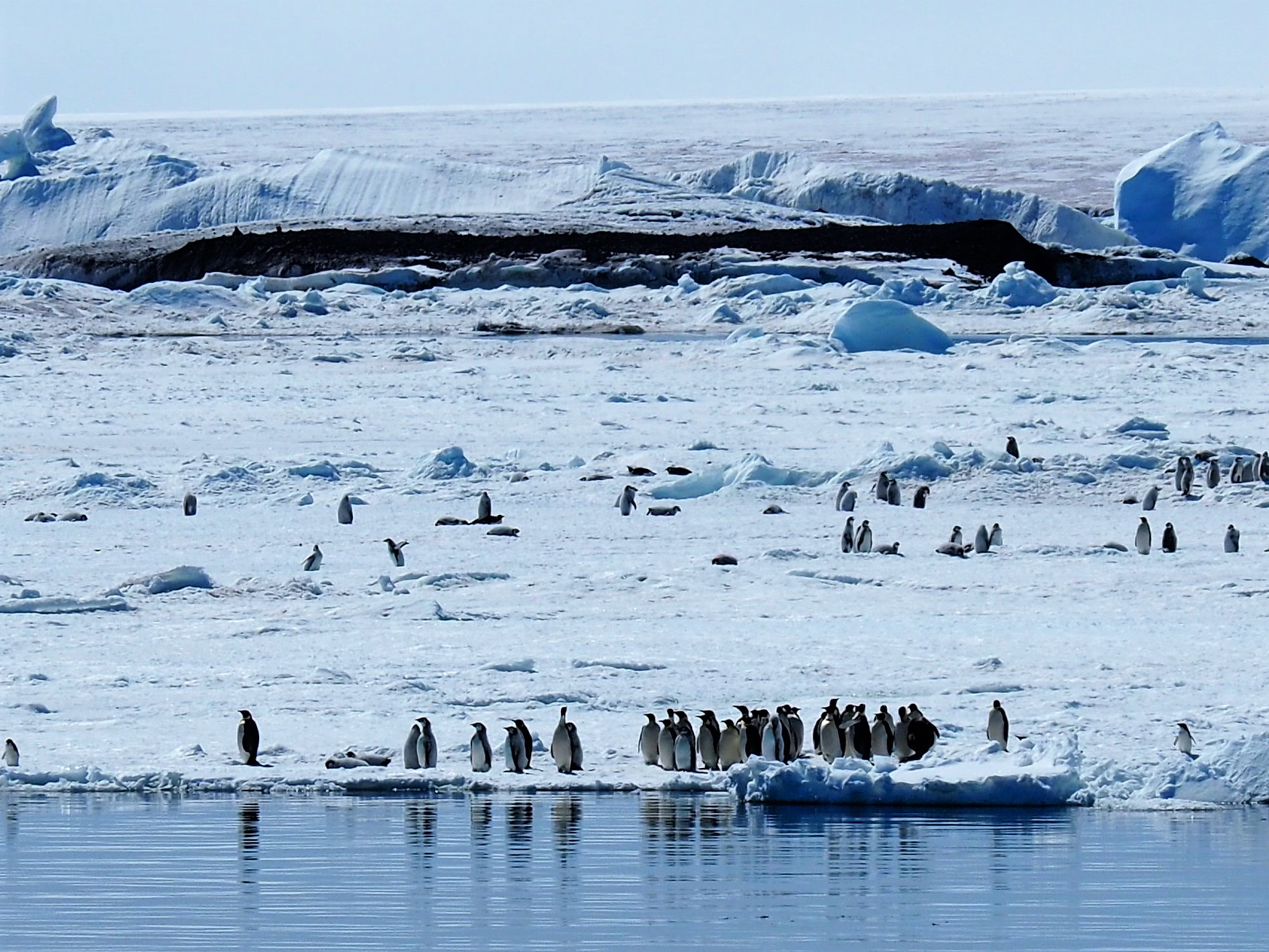 Kaiserpinguine erreichen eine Größe bis zu 1,30 Meter und wiegen bis zu 37 Kilogramm