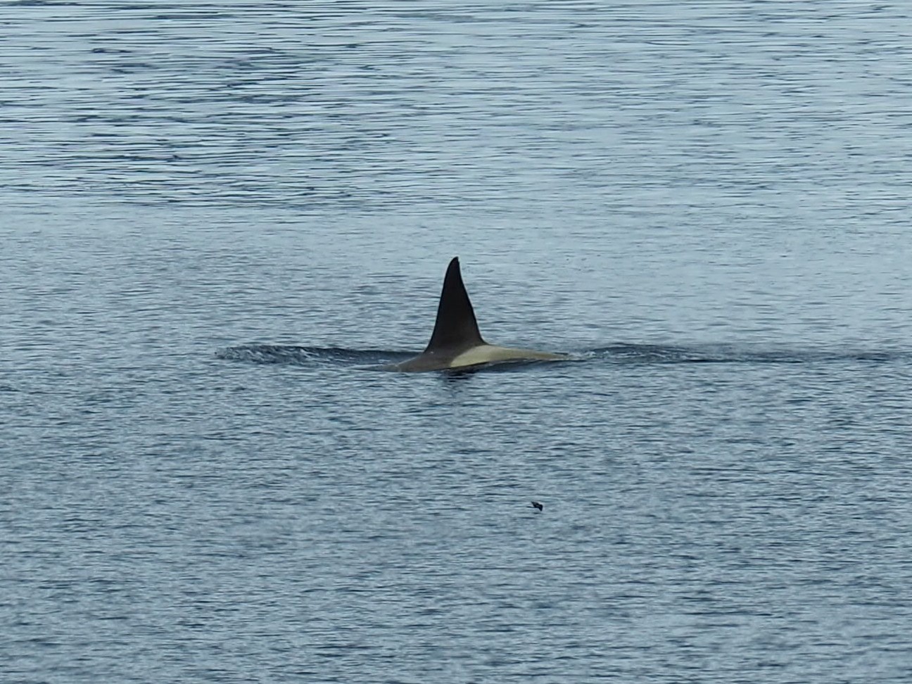 ... der "Orca" ist die größte Art der Delfine