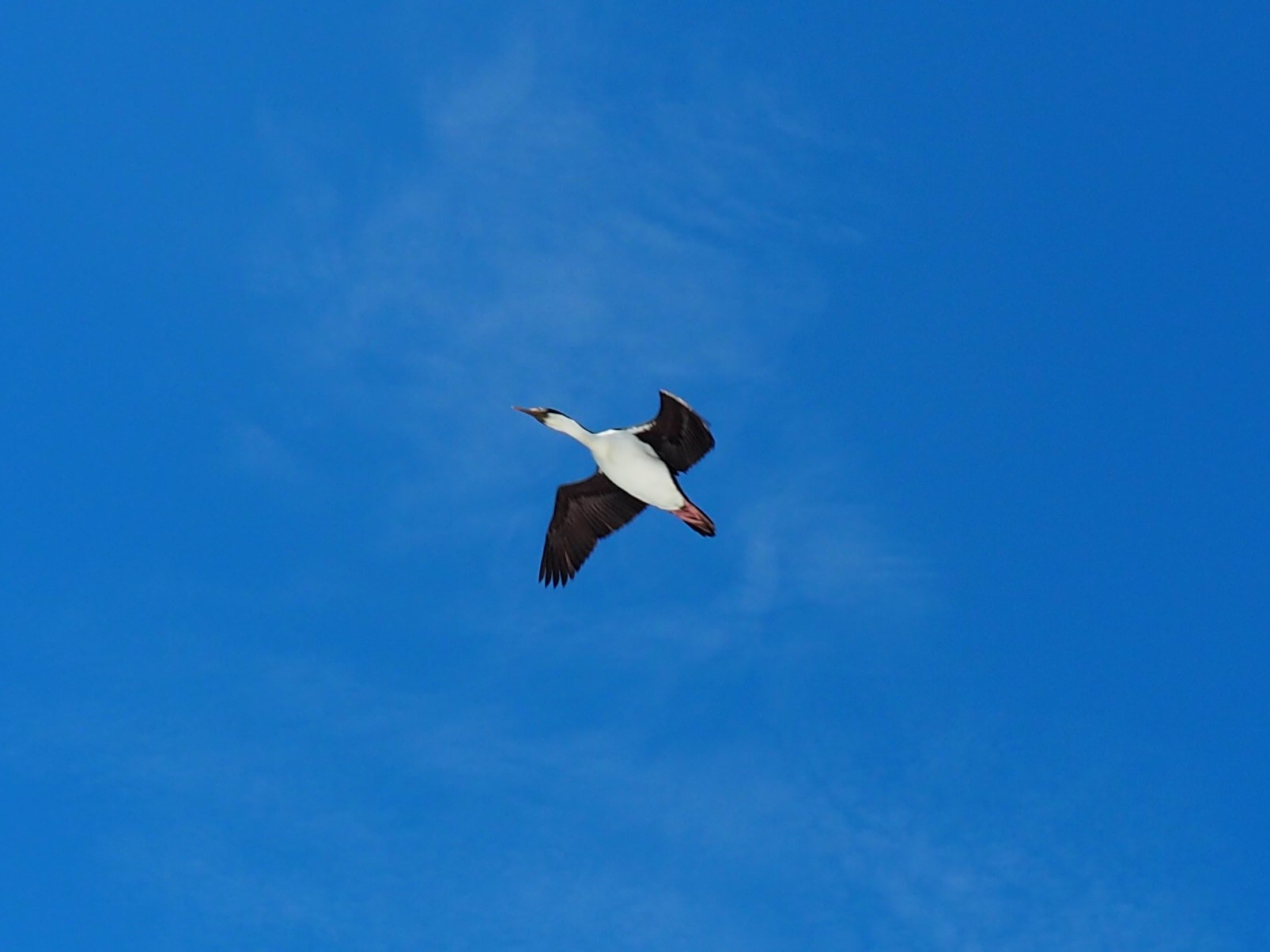 ... der erste Bote von den Falklandinseln - ein Kormoran