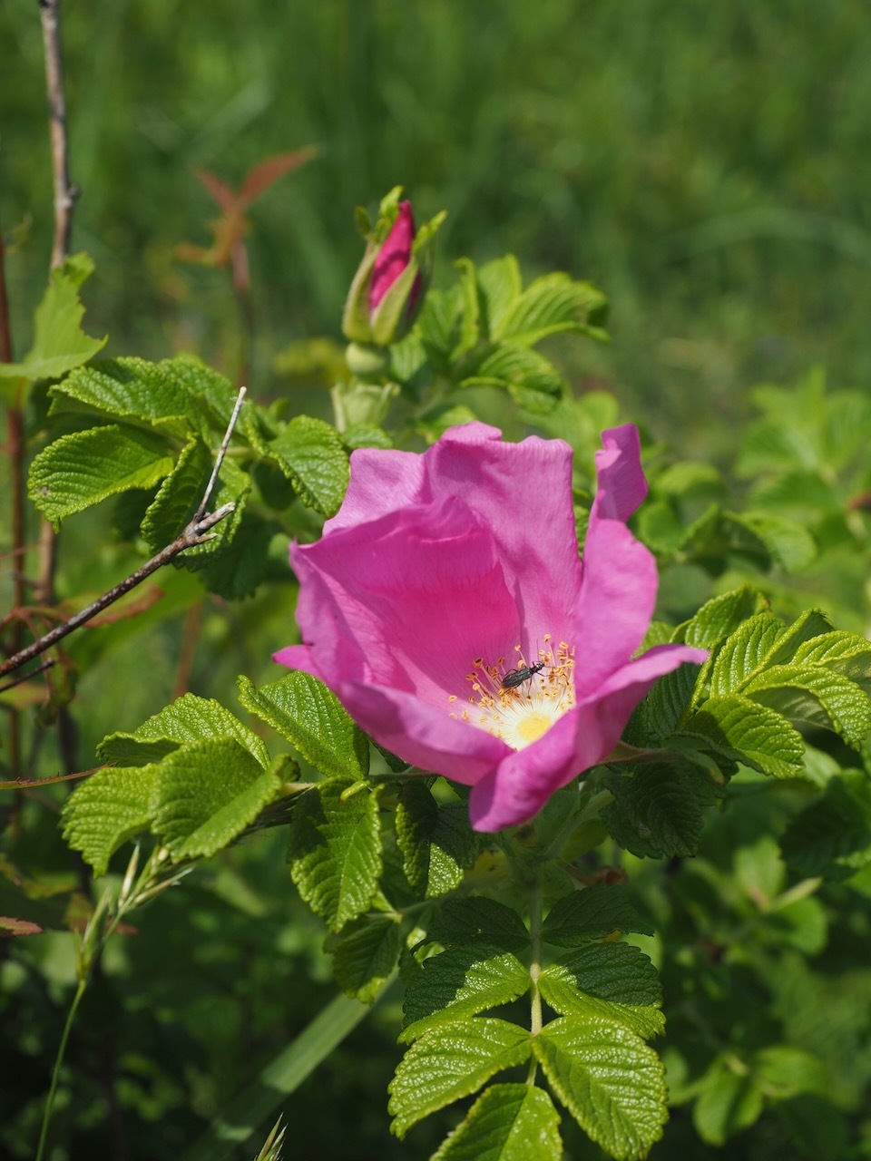 初夏の訪れ「ハマナス」の開花