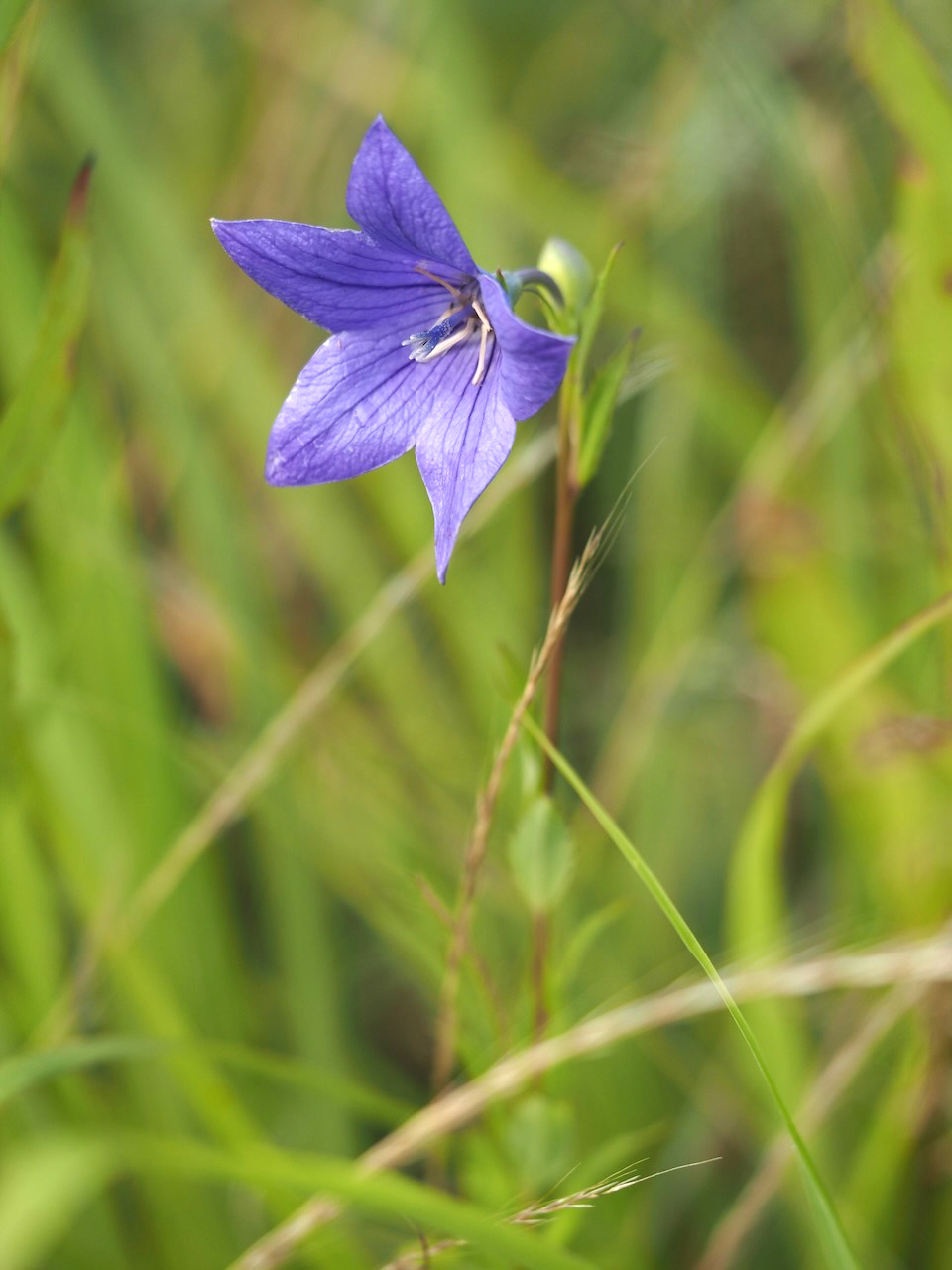 夏真っ盛り「キキョウ」の花