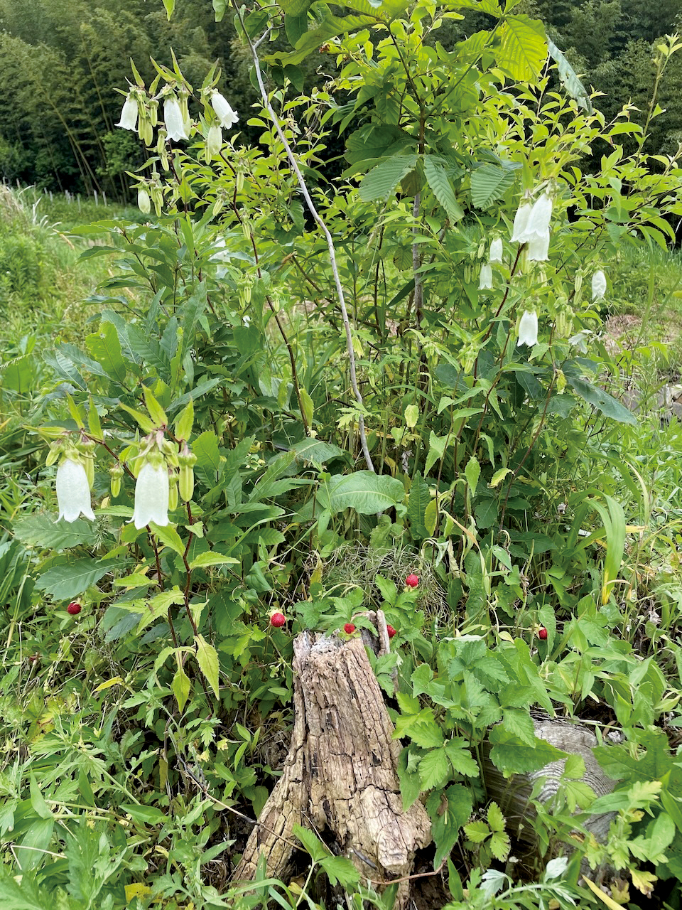 梅雨入りに咲く「ホタルブクロ」