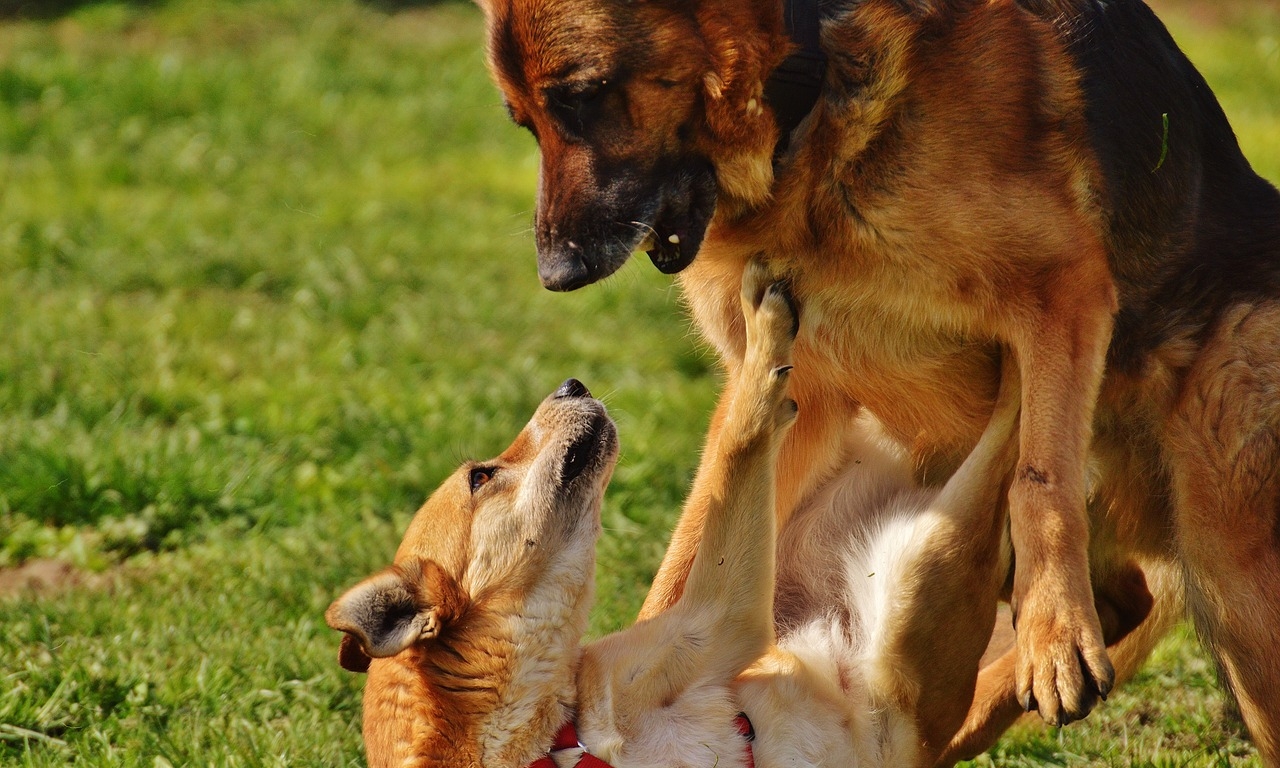 hundetraining von rabauken hundeschule simsammlerbim