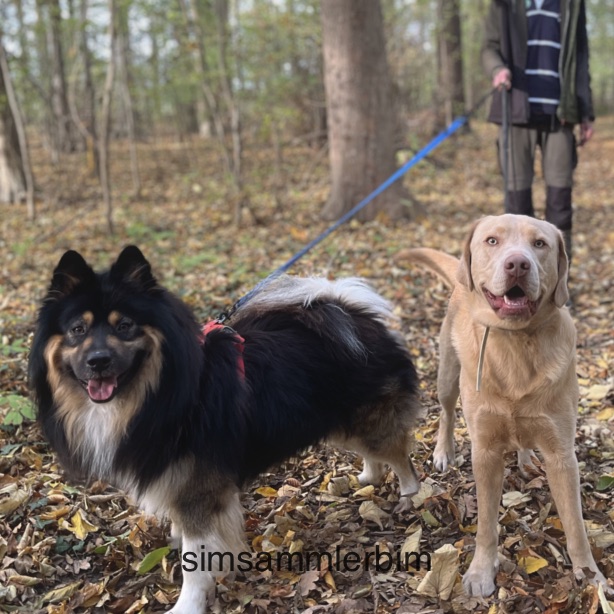 Hunde an langer Leine