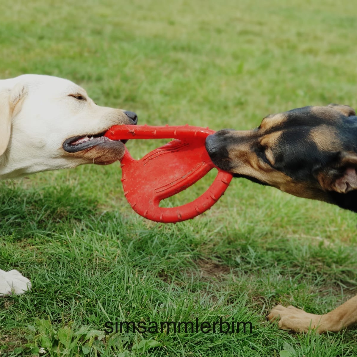 Zwei Hunde im Wettkampf