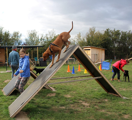 Sportlicher Hund überwindet Agility Parcour