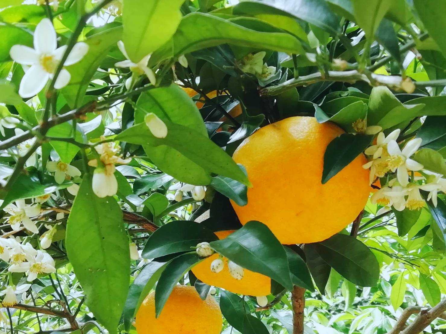 甘夏とみかんの花の共演。木成りだからこそ見られる柑橘栽培では珍しい光景です。