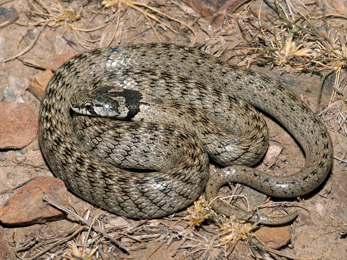 Schlangen - Die Vielfalt der Herpetofauna Europas in Bildern