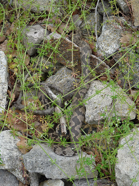 Weibchen der Kleinasiatischen Bergotter in Griechenland