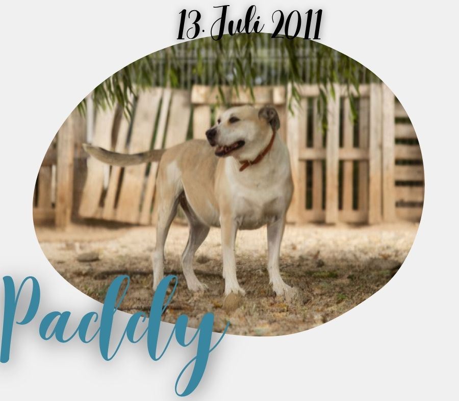 Paddy
