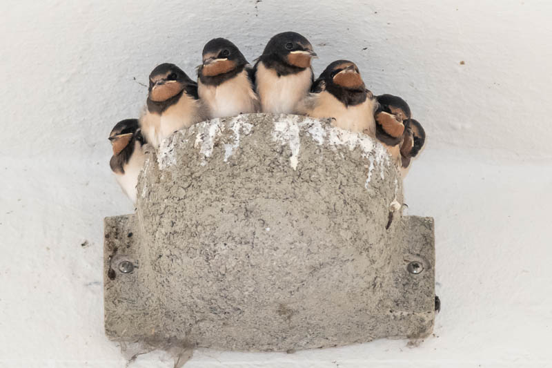 Selten: Sieben Junge in einem Nest (Foto: Juretzky)