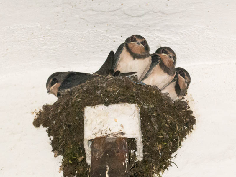 Erwachsene Jungvögel am Nest (Foto: Juretzky) 