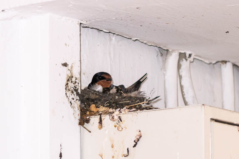 Neues Nest in der Nikolaistraße (Foto: Juretzky)