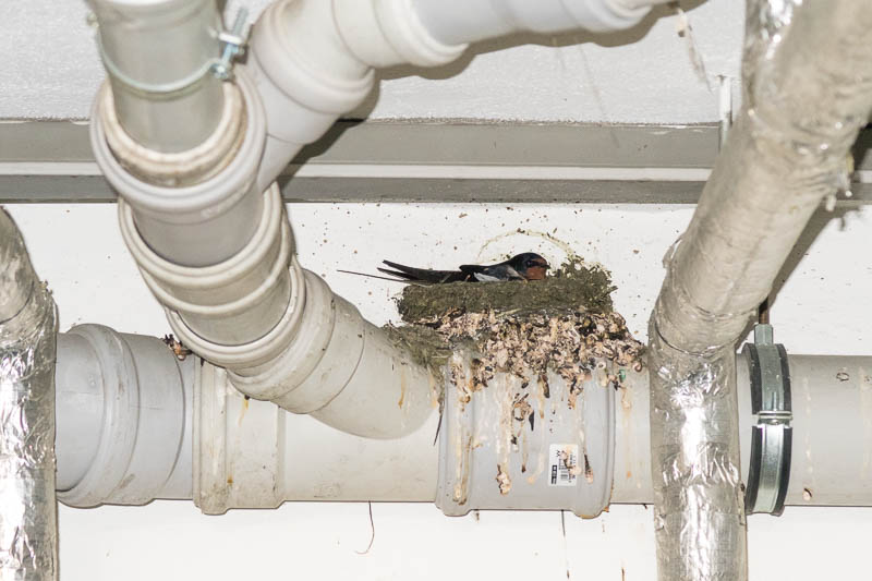 Nest in einer Tiefgarage - auch heuer wieder bebrütet (Foto: Juretzky)