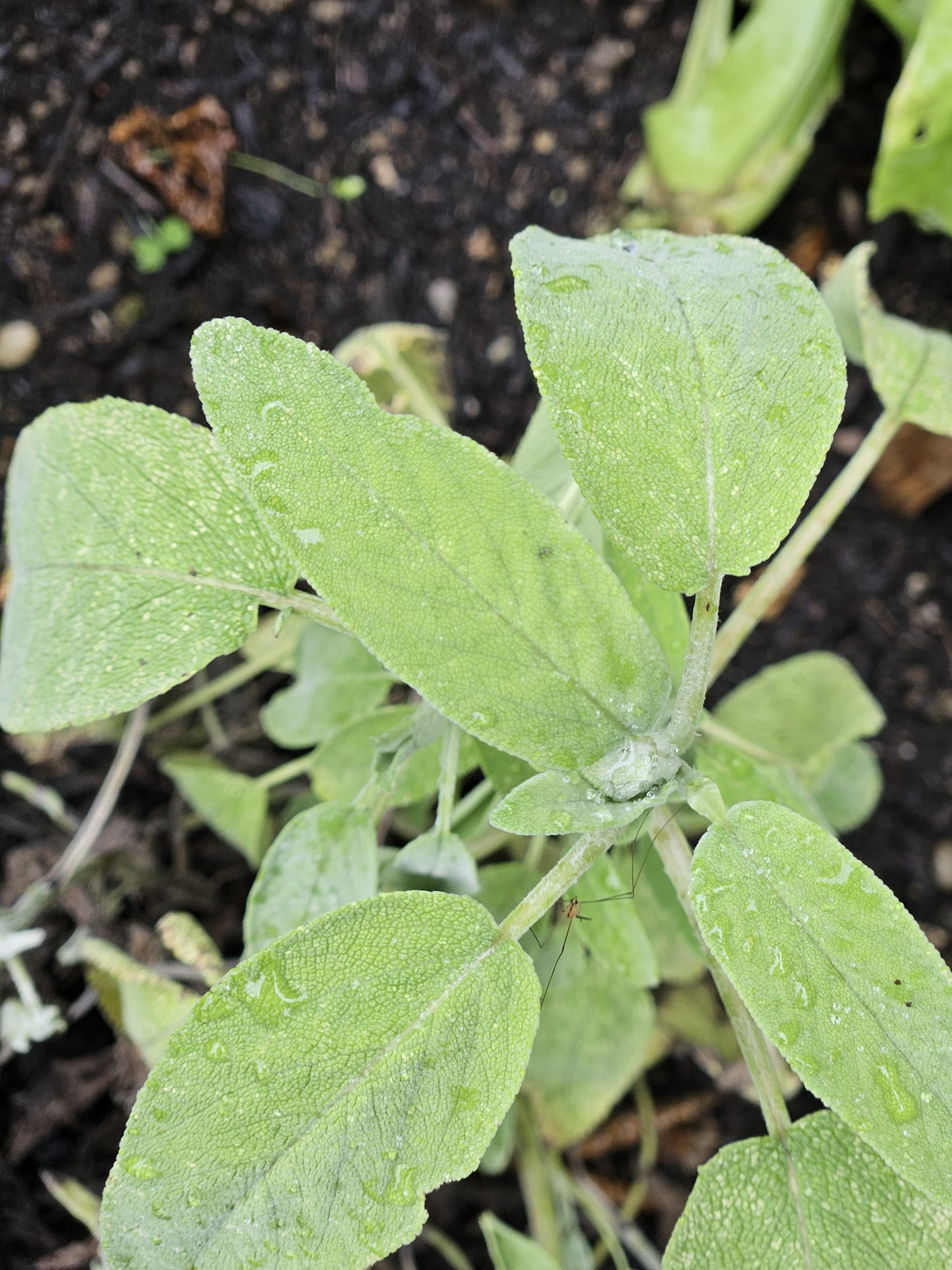Salbei (Salvia)