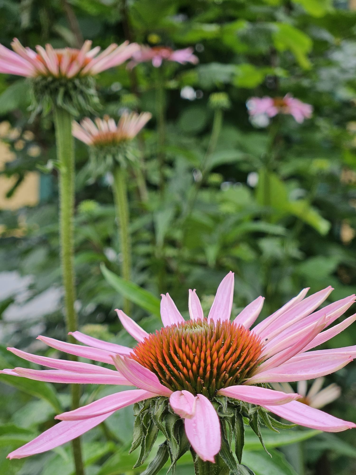 Sonnenhut (Echinacea)