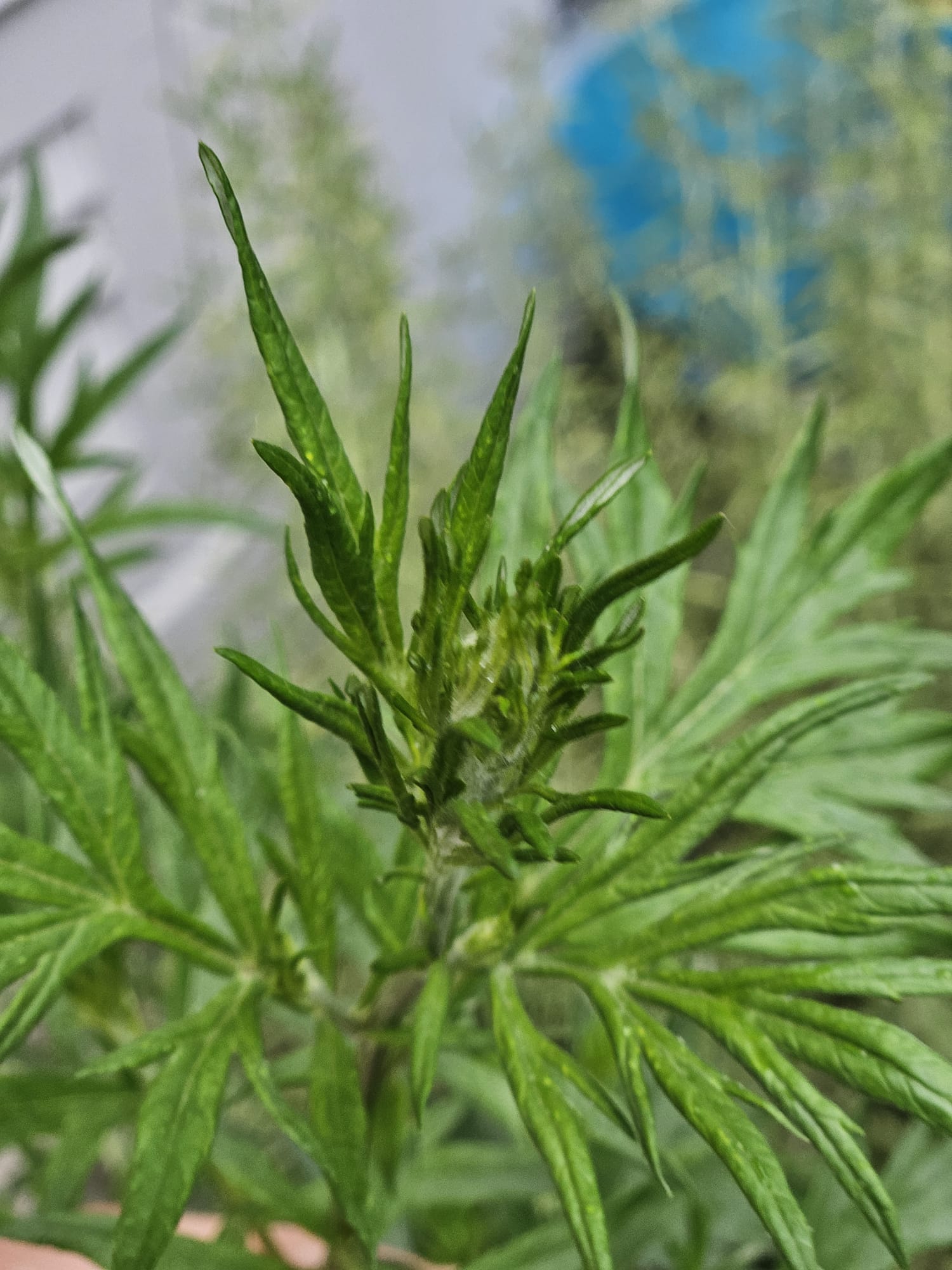 Beifuss (Artemisia vulgaris)