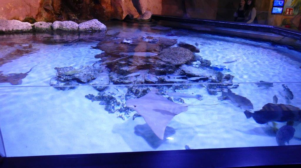 Rochenbecken im SeaLife