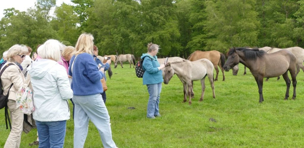Zwischen den Wildpferden