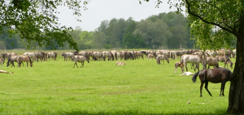 Wildpferdeherde