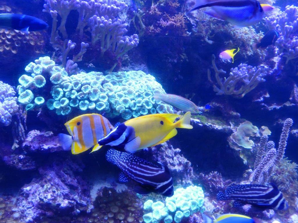 SeaLife Aquarium 1