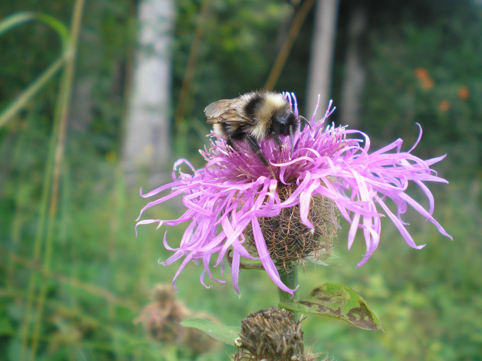 Hummel auf Flockenblume