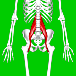 Psoas Wikipedia