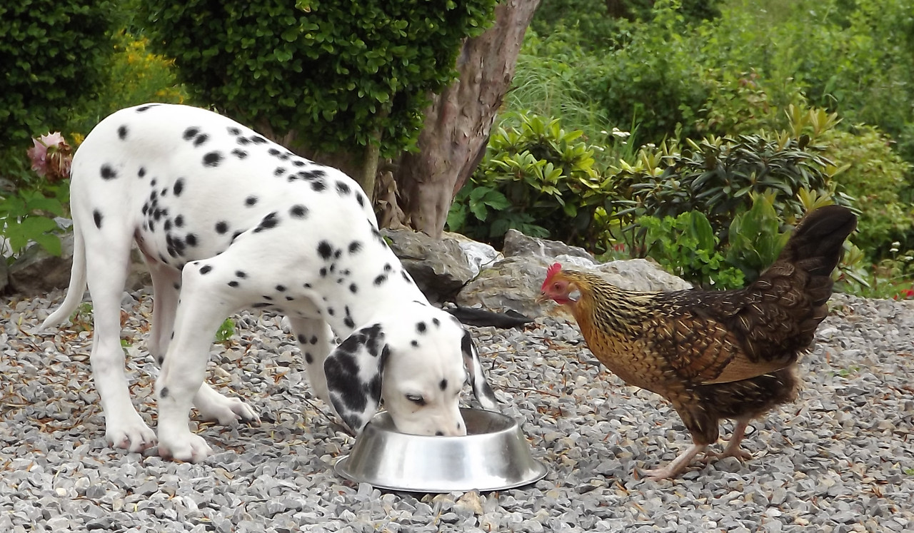 Wird mein Hund durch BelohnungsLeckerchen zu dick? inRide das