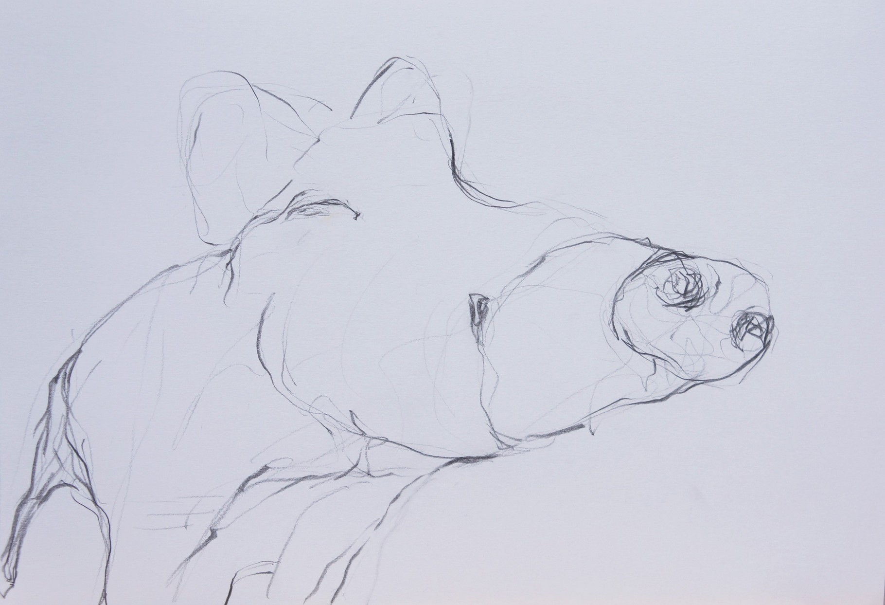 Wildschwein 2, 2015, Bleistift