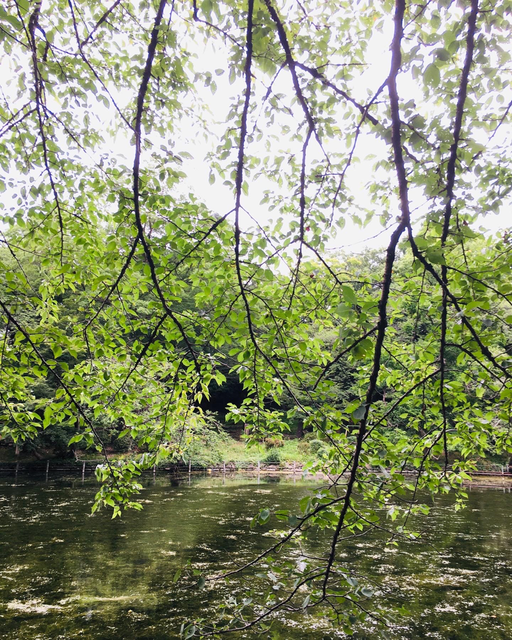 井の頭公園の池