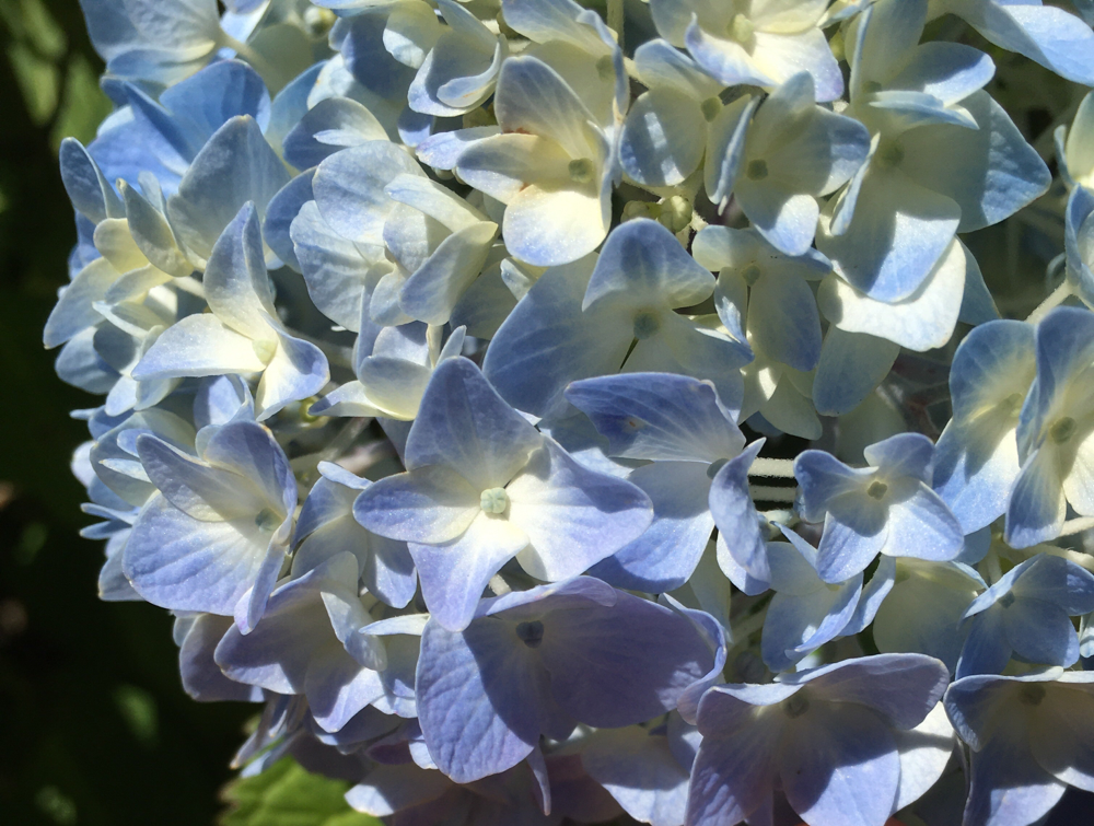 紫陽花も咲いて来ました♪