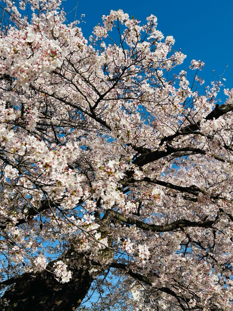 隣の公園の桜です