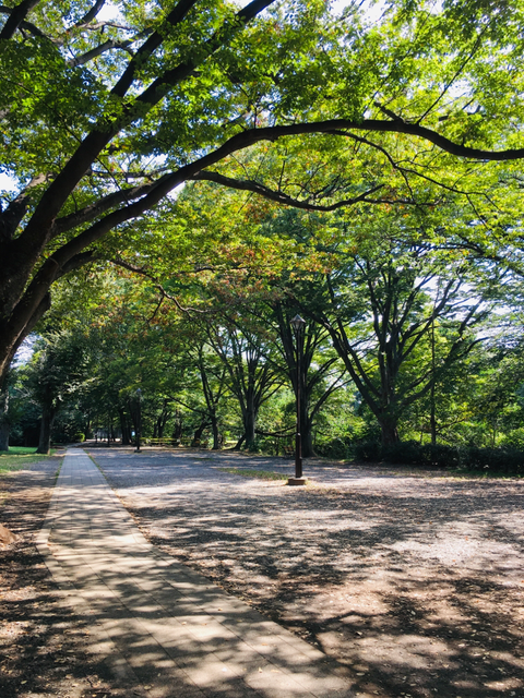 朝散歩、井の頭公園
